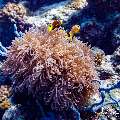 Maldives anemonfish (Amphiprion nigripes), photo taken in Maldives, Male Atoll, South Male Atoll, n/a