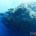 , photo taken in Maldives, Male Atoll, South Male Atoll, n/a