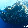 , photo taken in Maldives, Male Atoll, South Male Atoll, n/a