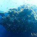 , photo taken in Maldives, Male Atoll, South Male Atoll, n/a