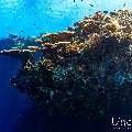 , photo taken in Maldives, Male Atoll, South Male Atoll, n/a