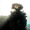 , photo taken in Maldives, Male Atoll, South Male Atoll, n/a
