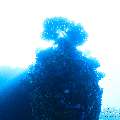 , photo taken in Maldives, Male Atoll, South Male Atoll, n/a