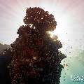 , photo taken in Maldives, Male Atoll, South Male Atoll, n/a