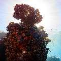 , photo taken in Maldives, Male Atoll, South Male Atoll, n/a