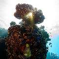 , photo taken in Maldives, Male Atoll, South Male Atoll, n/a