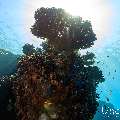 , photo taken in Maldives, Male Atoll, South Male Atoll, n/a