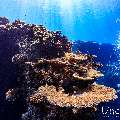 , photo taken in Maldives, Male Atoll, South Male Atoll, n/a