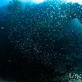 , photo taken in Maldives, Male Atoll, South Male Atoll, Sharon Rock