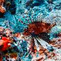 Devil Firefish (Pterois miles), photo taken in Maldives, Male Atoll, South Male Atoll, Sharon Rock