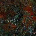 Painted spiny lobster (Panulirus versicolor), photo taken in Maldives, Male Atoll, South Male Atoll, Sharon Rock