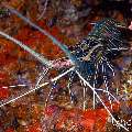 Painted spiny lobster (Panulirus versicolor), photo taken in Maldives, Male Atoll, South Male Atoll, Sharon Rock