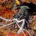 Painted spiny lobster (Panulirus versicolor), photo taken in Maldives, Male Atoll, South Male Atoll, Sharon Rock