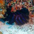 Crown of Thorns Sea Star (Acanthaster planci), photo taken in Maldives, Male Atoll, South Male Atoll, Sharon Rock