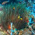 , photo taken in Maldives, Male Atoll, South Male Atoll, Sharon Rock