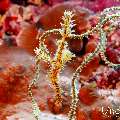 Ornate Ghost Pipefish (Solenostomus paradoxus), photo taken in Maldives, Male Atoll, South Male Atoll, Sharon Rock
