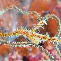 Ornate Ghost Pipefish (Solenostomus paradoxus), photo taken in Maldives, Male Atoll, South Male Atoll, Sharon Rock
