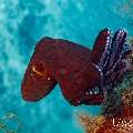 Day Octopus (Octopus cyanea), photo taken in Maldives, Male Atoll, South Male Atoll, Sharon Rock