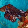 Day Octopus (Octopus cyanea), photo taken in Maldives, Male Atoll, South Male Atoll, Sharon Rock