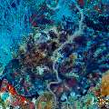 Day Octopus (Octopus cyanea), photo taken in Maldives, Male Atoll, South Male Atoll, Sharon Rock