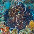 Day Octopus (Octopus cyanea), photo taken in Maldives, Male Atoll, South Male Atoll, Sharon Rock
