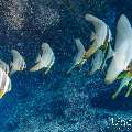Longfin Batfish (Platax teira), photo taken in Maldives, Male Atoll, South Male Atoll, Sharon Rock