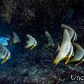 Longfin Batfish (Platax teira), photo taken in Maldives, Male Atoll, South Male Atoll, Sharon Rock