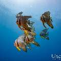 Longfin Batfish (Platax teira), photo taken in Maldives, Male Atoll, South Male Atoll, Sharon Rock