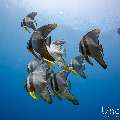 Longfin Batfish (Platax teira), photo taken in Maldives, Male Atoll, South Male Atoll, Sharon Rock