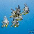 Longfin Batfish (Platax teira), photo taken in Maldives, Male Atoll, South Male Atoll, Sharon Rock