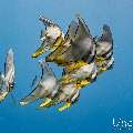 Longfin Batfish (Platax teira), photo taken in Maldives, Male Atoll, South Male Atoll, Sharon Rock