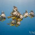 Longfin Batfish (Platax teira), photo taken in Maldives, Male Atoll, South Male Atoll, Sharon Rock