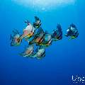 Longfin Batfish (Platax teira), photo taken in Maldives, Male Atoll, South Male Atoll, Sharon Rock