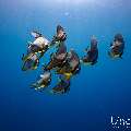 Longfin Batfish (Platax teira), photo taken in Maldives, Male Atoll, South Male Atoll, Sharon Rock