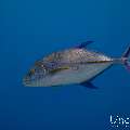 Bluefin Trevally (Caranx melampygus), photo taken in Maldives, Male Atoll, South Male Atoll, Sharon Rock