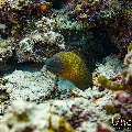 Giant Moray (Gymnothorax javanicus), photo taken in Maldives, Male Atoll, South Male Atoll, Kandooma Caves
