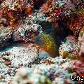 Giant Moray (Gymnothorax javanicus), photo taken in Maldives, Male Atoll, South Male Atoll, Kandooma Caves