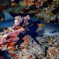Tawny Nurse Shark (Nebrius ferrugineus), photo taken in Maldives, Male Atoll, South Male Atoll, Kandooma Caves