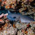 Tawny Nurse Shark (Nebrius ferrugineus), photo taken in Maldives, Male Atoll, South Male Atoll, Kandooma Caves