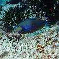 Bignose Unicornfish (Naso vlamingii), photo taken in Maldives, Male Atoll, South Male Atoll, Kandooma Caves