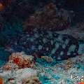 White-streaked grouper (Epinephelus ongus), photo taken in Maldives, Male Atoll, South Male Atoll, Kandooma Caves
