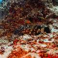 White-streaked grouper (Epinephelus ongus), photo taken in Maldives, Male Atoll, South Male Atoll, Kandooma Caves