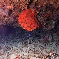 , photo taken in Maldives, Male Atoll, South Male Atoll, Kandooma Caves