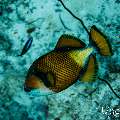 Titan Triggerfish (Balistoides viridescens), photo taken in Maldives, Male Atoll, South Male Atoll, Kandooma Caves