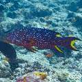 Yellowedged Lyretail Grouper (Variola louti), photo taken in Maldives, Male Atoll, South Male Atoll, Kandooma Caves