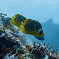 Raccoon butterflyfish (Chaetodon lunula), photo taken in Maldives, Male Atoll, South Male Atoll, Kandooma Caves