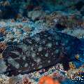 White-streaked grouper (Epinephelus ongus), photo taken in Maldives, Male Atoll, South Male Atoll, Kandooma Caves