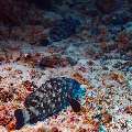 White-streaked grouper (Epinephelus ongus), photo taken in Maldives, Male Atoll, South Male Atoll, Kandooma Caves