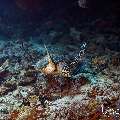 Hawksbill Sea Turtle (Eretmochelys imbricata), photo taken in Maldives, Male Atoll, South Male Atoll, Kandooma Caves