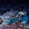 Hawksbill Sea Turtle (Eretmochelys imbricata), photo taken in Maldives, Male Atoll, South Male Atoll, Kandooma Caves